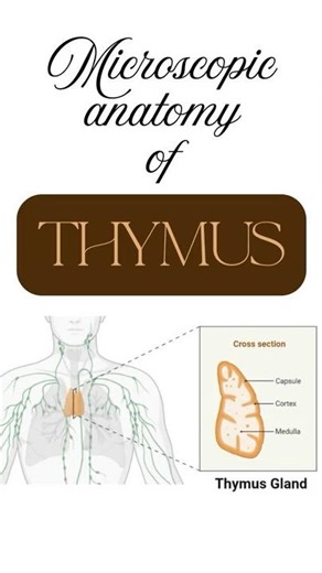 Microscopic anatomy of thymus, Histology of Thymus #shortsindia