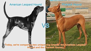 American Leopard Hound vs. Pharaoh Hound: A Breed Comparison
