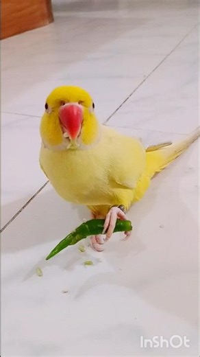 piku eating Chillis 🌶️🌶️. piku catwalks. #parrot #goviral #2025 #birds