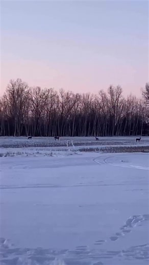 Jaime | Meat-Based Meals For The Fam on Instagram: "Hunting, fishing and animal husbandry have given me an even deeper respect and appreciation for nature and animals. It also makes me appreciate conveniences like running to the store for the other things we need….and it makes me extra thankful for the American Farmer! #animalhusbandry #venison #hunting #fishing #fieldtotable #chickens #raisingchickens"