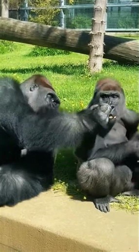 Just a Playful Day for Gorillas 😂