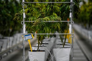 Tilray stock soars on after deal to take control of biggest holder