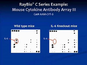 RayBiotech Product Overview