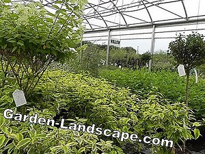 Plants: Planting spring flowers - instructions and list of colors | 2025