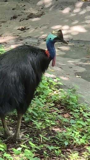 ⚠️ You Don't Want to Mess with This Bird! | Cassowary in 4K #Shorts #nashvillezoo