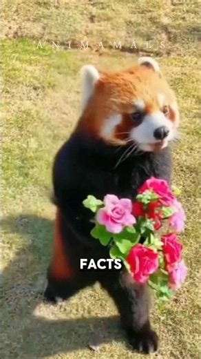 Facts about red pandas you didn't know 🐼