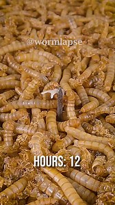 22K views · 202 reactions | 10 000 Mealworms vs. Goat Cheese #timelapse #mealworms | WormLapse | Facebook