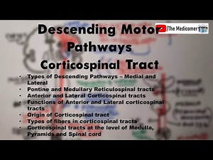 Descending Motor Pathways, Corticospinal Tracts
