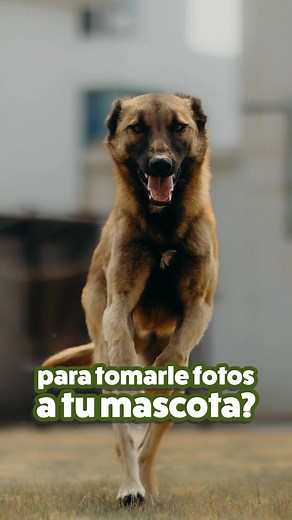 Consejos para tomar fotos épicas de tu mascota con Canon EOS R50