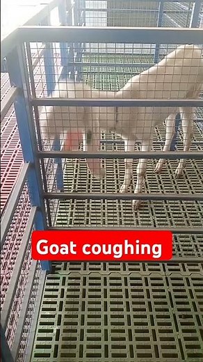 Goat coughing|PPR|pneumonia|pulmonary odema|lungs infection| #vet #animals #goat #medicalprocedure