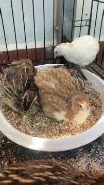 See what my quails do all day long #quails #petlife ‪@ThePetQuails‬ #birds #purequailty #farmlife