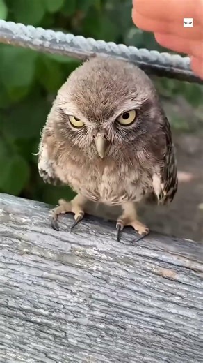 The DARK Secret About Owls Nobody Talks About 🦉#shortvideo
