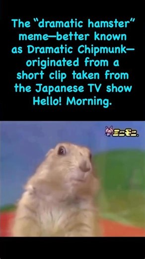 Dramatic Hamster #funny #fyp