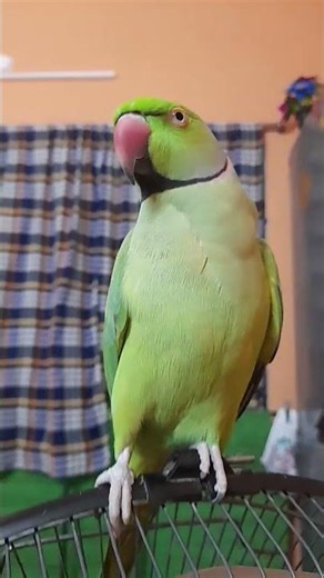 #music #mittu #talkingparot 🦜💚