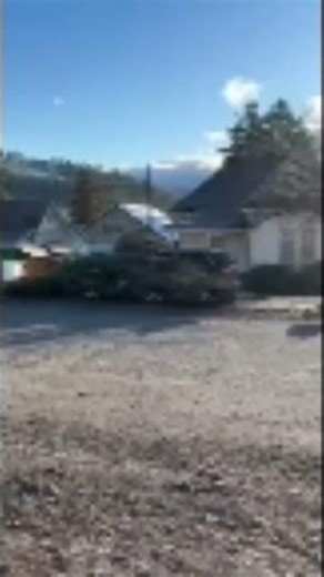 so many turkey just in my back yard