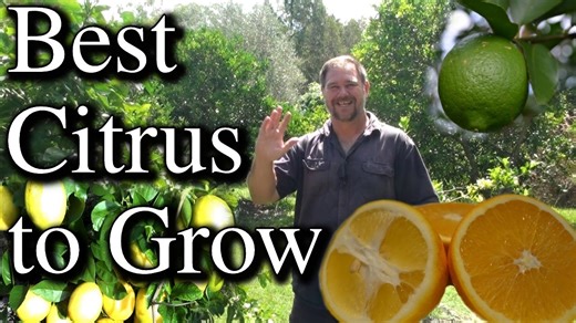Top 5 citrus trees for backyard gardening | Self Sufficient Me’s best picks