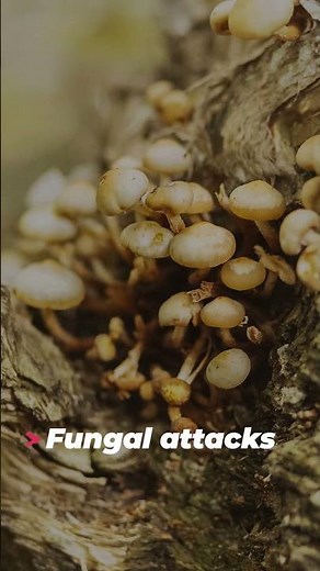 What is Marine Plywood?