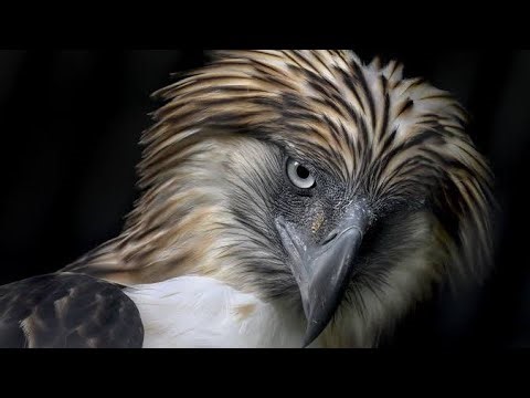 The World's Largest Eagle: A Survival Story