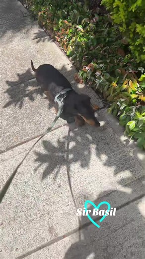 Bearded Postman Pat (@postman.pat261)’s videos with original sound - EDM Insider