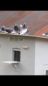 Roller pigeon kit box, Birmingham Roller pigeons, or small loft.