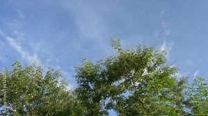Vitex negundo plant in blue sky background. It's other name Chinese chaste tree,five leaved chaste tree, horseshoe vitex,nisinda and Nirgundi. It is a large aromatic shrub. It is an Ayurvedic medicine