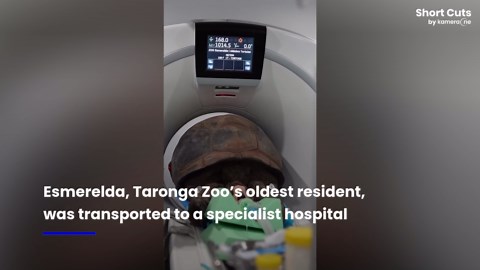 109-year-old giant tortoise undergoes rare CT scan after zoo hospital trip in Sydney