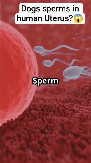 What if dogs sperm enter human uterus? #medicaldoctor #medical #mythology