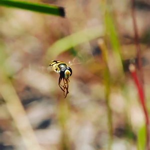 6.1K views · 76 reactions | Who knows the difference between a hoverfly and a bee?  by photographybyravi | Gardening Australia | Facebook