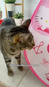 Sim, são quatro: Bartolomeu Júnior, Sunny de Mel, Osvaldo e Nicolau 😻😻😻😻 | Luisa Alexandra