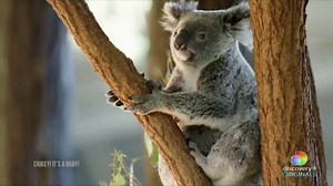 Discovery TV Spot, 'Crikey: It's a Baby'