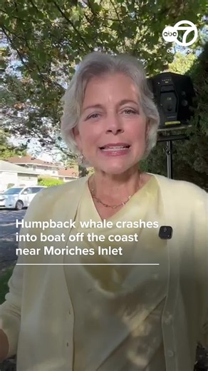 A group of fishermen got an unexpected close encounter with a humpback whale while boating off the coast near Moriches Inlet in Suffolk County. ⠀ Video shows small fish suddenly leaping from the water before a humpback whale bursts to the surface and slams into the boat.