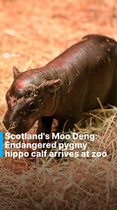 383K views · 3.1K reactions | A Scottish zoo has welcomed it’s very own Moo Deng after the birth of a pygmy hippo calf. The tiny infant, named Haggis, arrived at the Royal Zoological Society of Scotland’s (RZSS) Edinburgh Zoo to parents Otto and Gloria on October, 30. #stvnews #scotland #edinburghzoo #rzss | STV News | Facebook