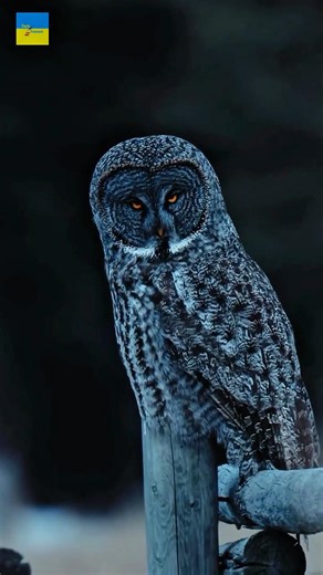 Most dangerous bird 🤯