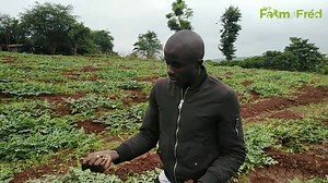 9.4K views · 517 reactions | Farm tour. Watermelon farm training on. -Nutrition -Irrigation -Pest and disease identification plus their control Full episode on my YouTube channel https://youtu.be/fY298noHAWQ #LetsGrowTogether | Farm With Fred | Facebook