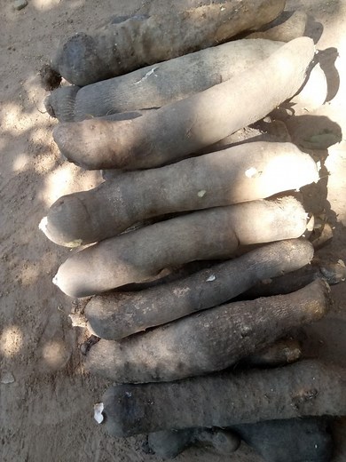 Amazing Output From My Yam-in-sack Farming (pictures) - Agriculture - Nairaland