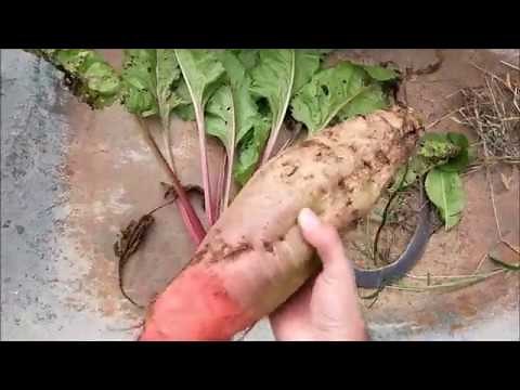 What I learned growing Fodder beets