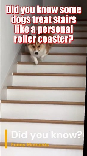 Dogs Funny Moments Going Down the Stairs