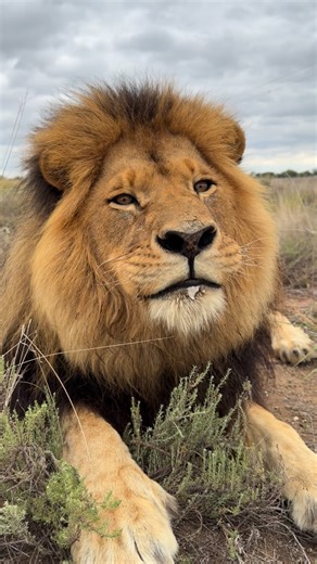 FELIDAE CENTRE | Meet Alex – our quiet warrior 🤍 Alex is a 9-year-old male lion who carries a story that reminds us how fragile, yet incredibly resilient,... | Instagram