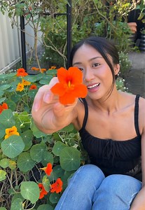 Grow Nasturtiums: Edible Flowers for Salads, Pesto & Pollinators