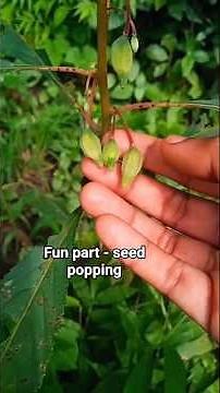 “The fun part about balsam plants is their seed popping–pop, scatter, grow!🌱” #balsam #seeddispersal