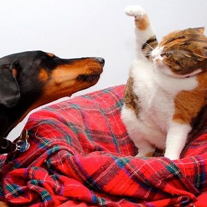 3.8K views · 80 reactions | It's TIME for SUPER LAUGH! - Best FUNNY CAT videos | Pet Funny Video | Facebook