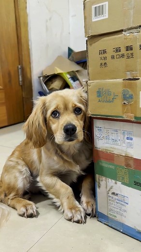 The world forgot, but my heart whispered “happy birthday.” | Bark Love