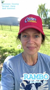 12K views · 238 reactions | Sometimes the surrender reasons just doesn’t add up➕➕ 4️⃣1️⃣1️⃣in the reel️this dog is a stealIf you’re ready for commitment, an application you should be submittin’Application link posted in the comments✍️ | Friends of Daviess County KY Animals | Facebook