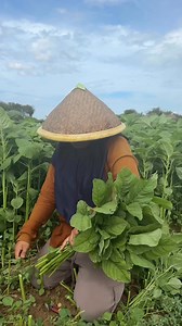 3.1M views · 55K reactions | Pick super quality spinach, you can see for yourself #sahabatpetani #agriculture #canada #spinach | Tuahta Nangin | Facebook
