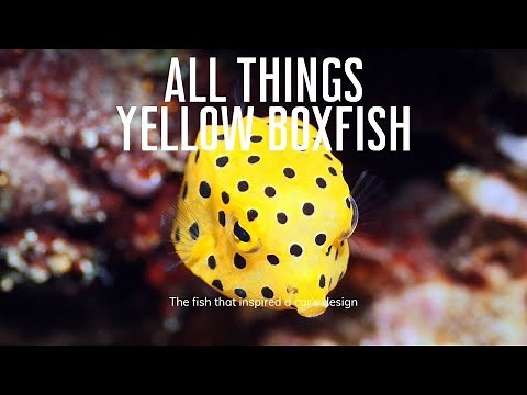 The Adorable Poisonous Fish That Intrigued Engineers - All Things Yellow Boxfish