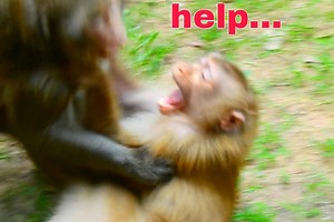 Really pity abandon female monkey got mistreat by make in Amber group | Monkey Mister