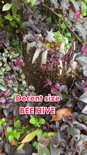 Building a Beehive: Decent Size Swarm Measurement and Pest Control