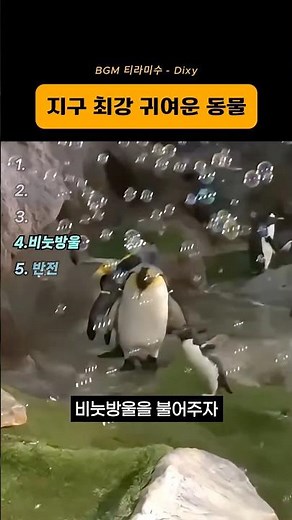 하루 스트레스 날리는 펭귄 영상🐧 #펭귄 #귀여운동물 #힐링영상