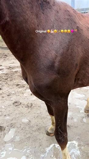 First Day Outside for Sweet 2.5-Year-Old Stallion