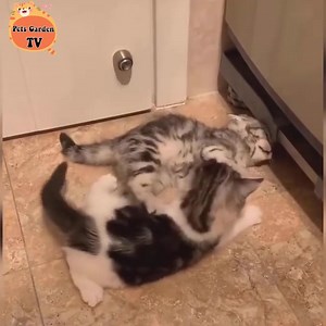 92K views · 9.4K reactions | Baby Cats - Cute and Funny Cat Videos Compilation | Cats Life | Facebook